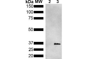 Western Blot analysis of Pseudomonas aeruginosa Metallothionein (PmtA) GST tagged showing detection of 36 kDa Metallothionein protein using Mouse Anti-Metallothionein Monoclonal Antibody, Clone 2B5 (ABIN5650708). (Metallothionein antibody  (HRP))