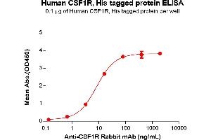 ELISA plate pre-coated by 1 μg/mL (100 μL/well) Human R Protein, His Tag (ABIN6961125, ABIN7042279 and ABIN7042280) can bind Anti-R Rabbit mAb in a linear range of 3. (CSF1R Protein (AA 20-514) (His tag))