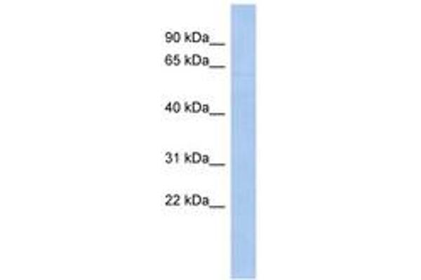 ZNF649 antibody  (AA 107-156)