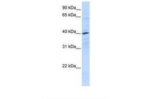 Image no. 1 for anti-Chemokine (C-X-C Motif) Receptor 4 (CXCR4) (N-Term) antibody (ABIN6737639) (CXCR4 antibody  (N-Term))