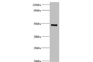 Western blot All lanes: KCNN4 antibody at 8 μg/mL + human serum Secondary Goat polyclonal to rabbit IgG at 1/10000 dilution Predicted band size: 48 kDa Observed band size: 48 kDa (KCNN4 antibody  (AA 288-427))