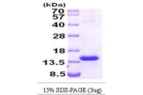 TCL1A Protein (AA 1-114)