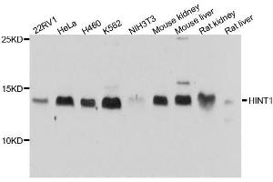 Western blot analysis of extracts of various cell lines, using HINT1 antibody. (HINT1 antibody  (AA 1-126))