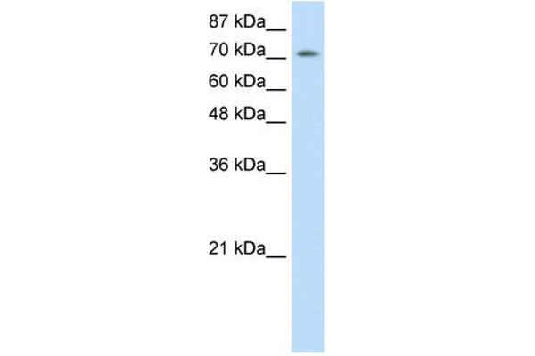 ZNF527 antibody  (C-Term)