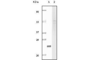 Western Blot showing fibulin5 antibody used against truncated fibulin5 recombinant protein (1) and Hela cell lysate (2). (Fibulin 5 antibody)