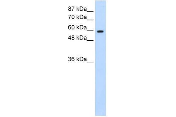 DAZ2 antibody  (N-Term)