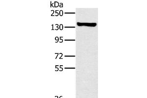 Western Blot analysis of A172 cell using PPP1R12A Polyclonal Antibody at dilution of 1:450 (PPP1R12A antibody)