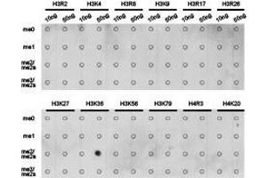 Western Blotting (WB) image for anti-Histone 3 (H3) (H3K36me2) antibody (ABIN1873004) (Histone 3 antibody  (H3K36me2))