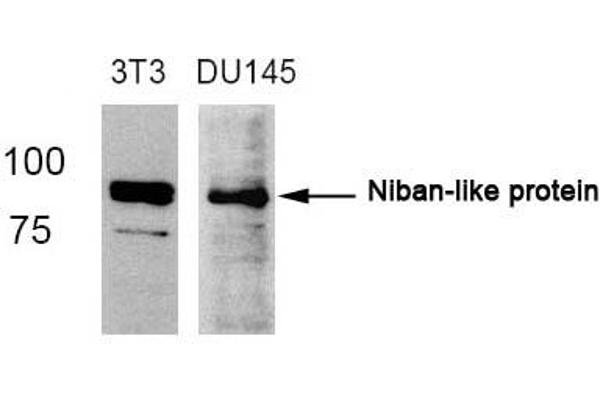 MEG3 antibody  (AA 710-714)