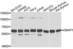 Western blot analysis of extracts of various cell lines, using DMAP1 antibody. (DMAP1 antibody)