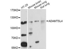Western blot analysis of extracts of various cell lines, using ADAMTSL4 Antibody (ABIN5972752) at 1/1000 dilution. (ADAMTSL4 antibody)
