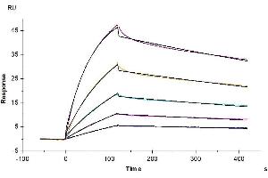 Surface Plasmon Resonance (SPR) image for neonatal Fc Receptor (FcRn) (AA 22-297) protein (His tag) (ABIN7274677)