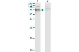 SOX9 antibody (AA 400-509)