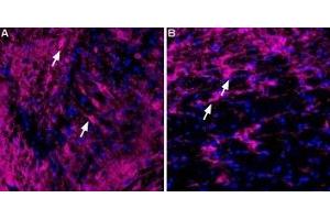 Expression of KV4. (KCND2 antibody  (C-Term, Intracellular) (Atto 633))