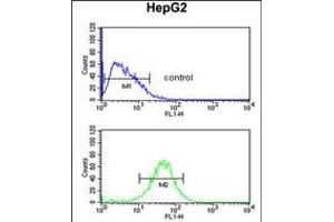 Flow cytometric analysis of HepG2 cells (bottom histogram) compared to a negative control cell (top histogram). (Actin-Like 6B antibody  (N-Term))