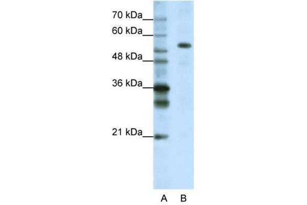 CPSF7 antibody  (C-Term)