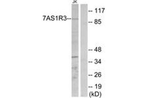 TAS1R3 antibody  (AA 326-375)