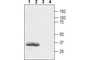 Western blot analysis of rat colon (lanes 1 and 3) and human colorectal adenocarcinoma (colo205) (lanes 2 and 4) lysates: - 1,2. (EDG4 antibody  (Extracellular, N-Term))