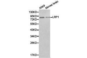 Western Blotting (WB) image for anti-Low Density Lipoprotein Receptor-Related Protein 1 (LRP1) antibody (ABIN1873562) (LRP1 antibody)
