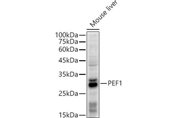 PEF1 antibody