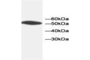 Image no. 1 for anti-Annexin A5 (ANXA5) antibody (ABIN791554) (Annexin V antibody)