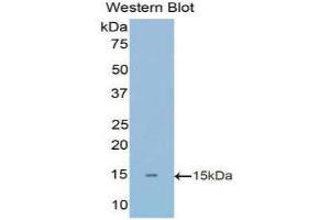 Western Blotting (WB) image for anti-Fibronectin (AA 1998-2106) antibody (ABIN1858905) (Fibronectin antibody  (AA 1998-2106))