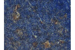 IHC-P analysis of Mouse Lymph node Tissue, with DAB staining. (S100 Protein (S100) (AA 2-94) antibody)