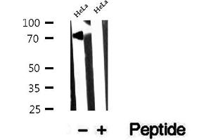 Western blot analysis of extracts of HeLa cells, using NUFIP1 antibody. (NUFIP1 antibody  (Internal Region))