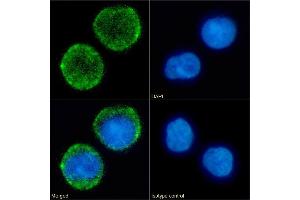 Immunofluorescence staining of fixed Daudi cells with anti-CD10 antibody FR4D11. (Recombinant MME antibody)