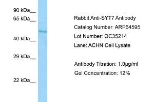 Western Blotting (WB) image for anti-Synaptotagmin VII (SYT7) (C-Term) antibody (ABIN971837) (SYT7 antibody  (C-Term))