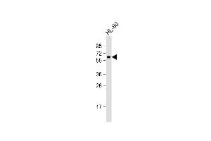 Western Blot at 1:1000 dilution + HL-60 whole cell lysate Lysates/proteins at 20 ug per lane. (KLHL3 antibody  (AA 207-234))