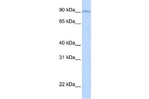 Western Blotting (WB) image for anti-Amine Oxidase, Copper Containing 2 (Retina-Specific) (AOC2) antibody (ABIN2458914) (AOC2 antibody)