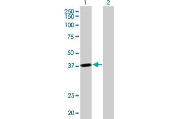 LRRC39 antibody  (AA 1-335)