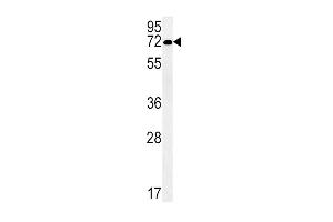 Western blot analysis in NCI-H292 cell line lysates (35ug/lane). (SLC19A3 antibody  (AA 217-246))