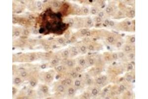 Immunohistochemistry (IHC) image for anti-Synaptotagmin-Like 5 (SYTL5) (N-Term) antibody (ABIN1031597) (SYTL5 antibody  (N-Term))