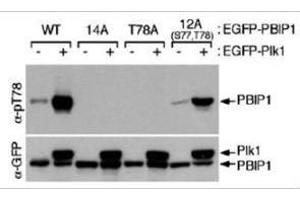 Western blot using  affinity purified anti-MLF1IP pT78 antibody shows detection of MLF1IP phosphorylated at Thr78. (MLF1IP antibody  (pThr78))