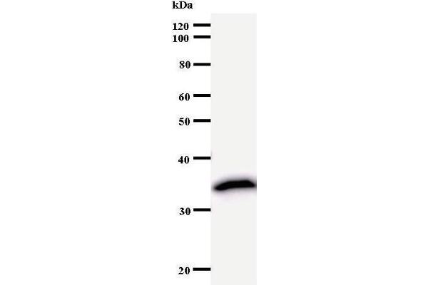 TAF9B antibody