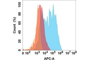 CD171 protein is highly expressed on the surface of Expi293 cell membrane. (L1CAM antibody  (AA 20-1120))