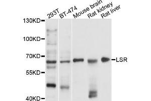 Western blot analysis of extracts of various cell lines, using LSR antibody. (LSR antibody)