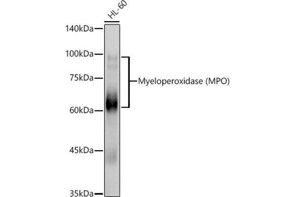 Myeloperoxidase antibody  (AA 50-310)