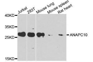 Western blot analysis of extracts of various cell lines, using ANAPC10 antibody. (ANAPC10 antibody  (AA 1-185))