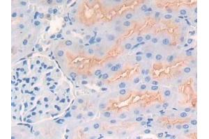 Detection of CD10 in Rat Kidney Tissue using Polyclonal Antibody to Neprilysin (CD10) (MME antibody  (AA 286-428))