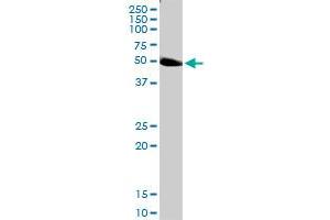 PLEKHO2 MaxPab rabbit polyclonal antibody. (PLEKHO2 antibody  (AA 1-440))