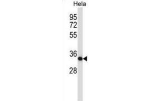 Western Blotting (WB) image for anti-Casein Kinase 2, alpha Prime Polypeptide (CSNK2A2) antibody (ABIN2997549) (CSNK2A2 antibody)