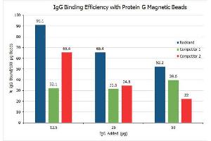 Trueblot Protein G magnetic beads magnetic beads have approximately 1. (TrueBlot® Protein G Magnetic Beads IP/Co-IP Kit)