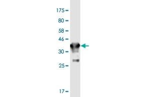 GJD2 antibody  (AA 99-197)