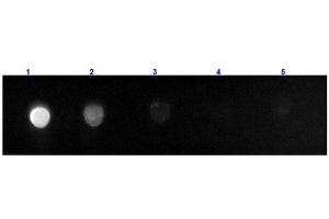 Dot Blot (DB) image for Goat anti-Rat IgG (Fc Region) antibody (FITC) - Preadsorbed (ABIN965247)