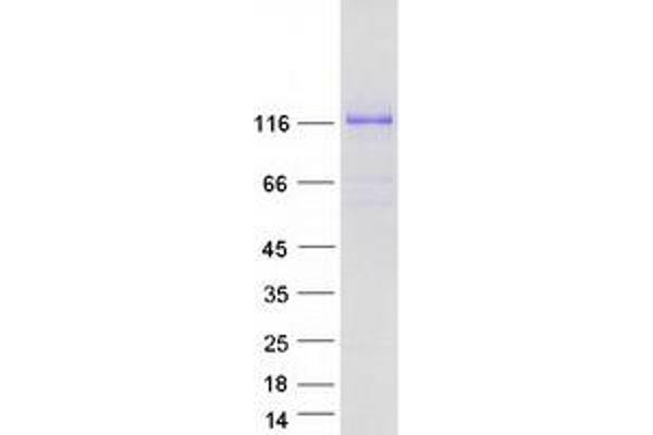 MAML1 Protein (Myc-DYKDDDDK Tag)