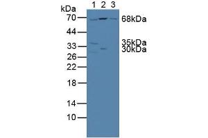 Figure. (NUP85 antibody  (AA 418-653))