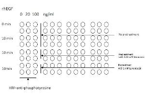 Image no. 3 for Tyrosine ELISA Kit (ABIN1981848)